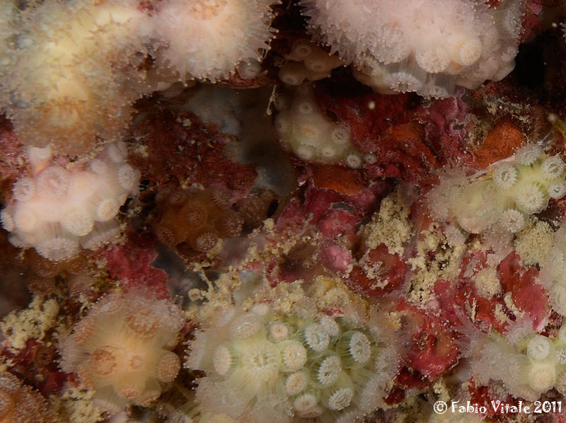 Madracis pharensis